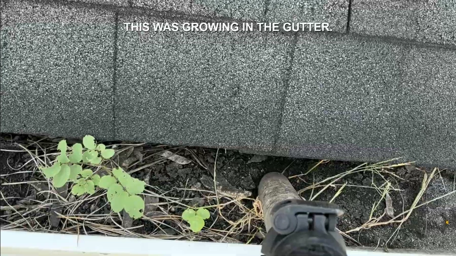 Weeds and grass growing out of compacted dirt in a clogged gutter, before gutter cleaning